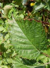 Attēlu rezultāti vaicājumam “Rubus plicatus”