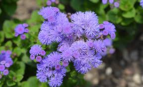 Image result for Ageratum houstonianum