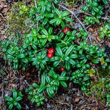 Attēlu rezultāti vaicājumam “Vaccinium vitis-idaea fruit”