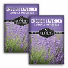 Attēlu rezultāti vaicājumam “Lavandula angustifolia”