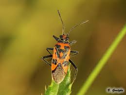 Attēlu rezultāti vaicājumam “Corizus hyoscyami imago”