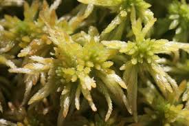 Attēlu rezultāti vaicājumam “Sphagnum girgensohnii”