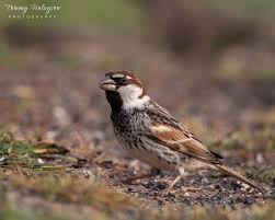 Image result for Passer hispaniolensis