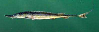 Image result for Scaphirhynchus platorynchus
