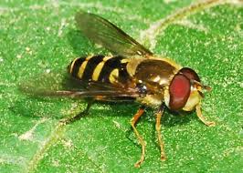 Attēlu rezultāti vaicājumam “Syrphus sp. imago”