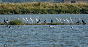 Image result for Suffolk Coastal Floaters