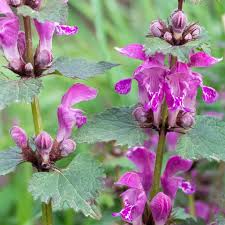 Attēlu rezultāti vaicājumam “Lamium purpureum flower”