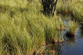 Attēlu rezultāti vaicājumam “Carex lasiocarpa fruit”