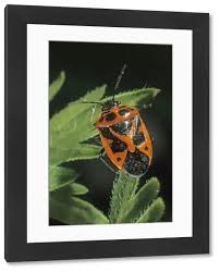 Attēlu rezultāti vaicājumam “Eurydema dominulus”