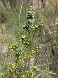 Attēlu rezultāti vaicājumam “Artemisia campestris bud”