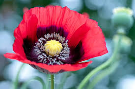 Attēlu rezultāti vaicājumam “Papaver”