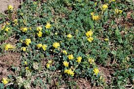 Attēlu rezultāti vaicājumam “Medicago”