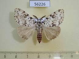 Attēlu rezultāti vaicājumam “Lymantria monacha imago”