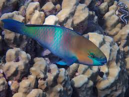 Image result for Scarus ferrugineus