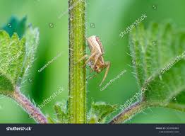 Attēlu rezultāti vaicājumam “Xysticus ulmi”