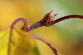 Attēlu rezultāti vaicājumam “Frangula alnus bud”