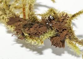 Attēlu rezultāti vaicājumam “Stemonitopsis sp.”