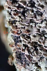 Attēlu rezultāti vaicājumam “Hypocenomyce scalaris”