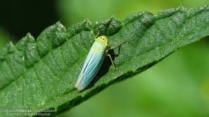 Attēlu rezultāti vaicājumam “Cicadella viridis”