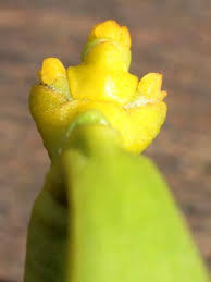 Attēlu rezultāti vaicājumam “Viscum album female flower”