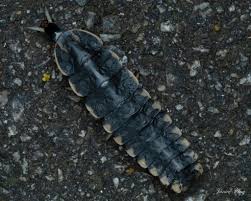 Attēlu rezultāti vaicājumam “Colloderma sp.”