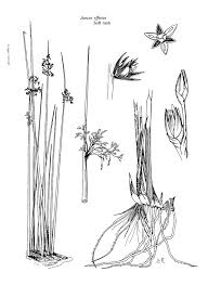 Attēlu rezultāti vaicājumam “Juncus gerardii fruit”