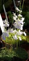 Image result for Utricularia