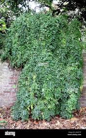 Attēlu rezultāti vaicājumam “Fraxinus excelsior Pendula”