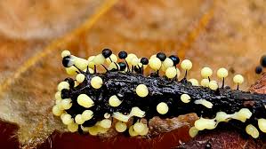 Attēlu rezultāti vaicājumam “Physarum viride var. incanum macro”