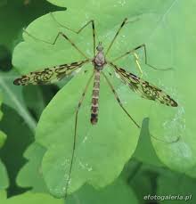 Attēlu rezultāti vaicājumam “Epiphragma ocellare”