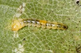 Attēlu rezultāti vaicājumam “Phyllonorycter platanoidella”