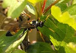 Attēlu rezultāti vaicājumam “Diphyus latebricola”