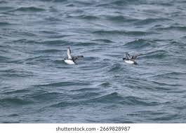 Image result for Synthliboramphus antiquus