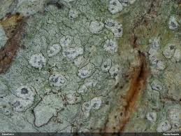 Attēlu rezultāti vaicājumam “Phlyctis agelaea”