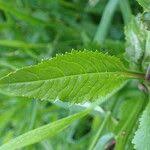 Attēlu rezultāti vaicājumam “Rorippa amphibia leaf”