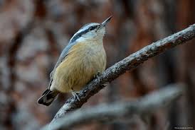 Image result for Sitta canadensis