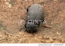 Attēlu rezultāti vaicājumam “Opatrum sabulosum”