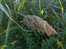Attēlu rezultāti vaicājumam “Phragmites communis flower”