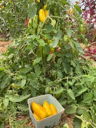 Afbeeldingsresultaat voor banana legs tomato