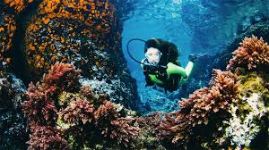 Image result for Abyss Dive Club