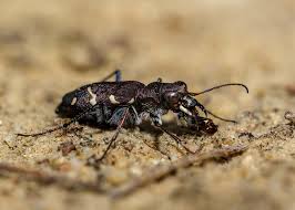 Attēlu rezultāti vaicājumam “Cicindela sylvatica”