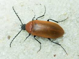 Attēlu rezultāti vaicājumam “Pseudocistela ceramboides”