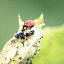 Attēlu rezultāti vaicājumam “Adalia bipunctata larva”