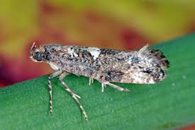 Attēlu rezultāti vaicājumam “Acrolepiopsis assectella”