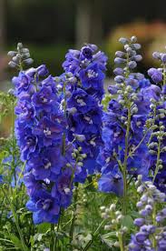 Attēlu rezultāti vaicājumam “Delphinium elatum  fruit”