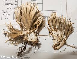 Attēlu rezultāti vaicājumam “Lentaria sp.”