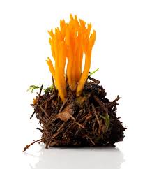 Attēlu rezultāti vaicājumam “Calocera viscosa”