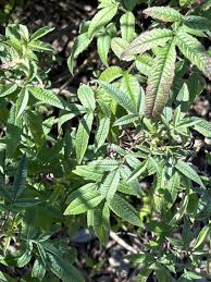 Attēlu rezultāti vaicājumam “Tagetes leaf”