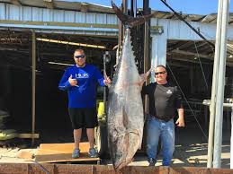 Image result for giant tuna