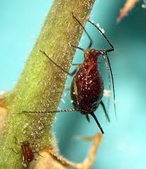 Attēlu rezultāti vaicājumam “Uroleucon cirsii”